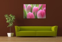 Obraz Tulipány zs86