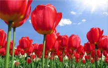 Obrazy Tulipány červené zs89
