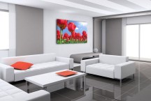 Obrazy Tulipány červené zs89