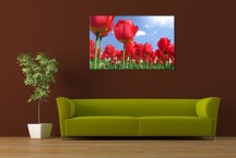 Obrazy Tulipány červené zs89