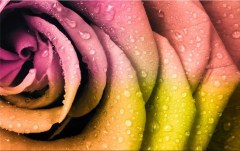 Obraz na stenu ZS - bez pomeru strán