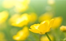 Obraz Poľné Kvety zs91