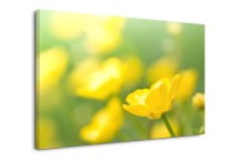 Obraz Poľné Kvety zs91