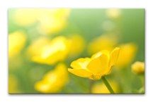 Obraz Poľné Kvety zs91