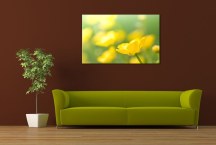 Obraz Poľné Kvety zs91