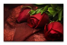 Ruže - Obraz na stenu zs92