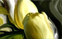 Obraz - Žlté tulipány zs94