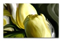 Obraz - Žlté tulipány zs94