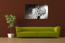 Obraz - Narcisy Biele zs97