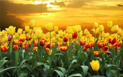 Obraz na stenu ZS - bez pomeru strán