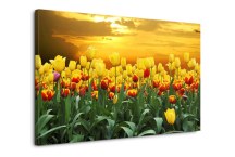 Tulipány - Obraz na stenu zs98