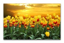 Tulipány - Obraz na stenu zs98