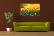 Tulipány - Obraz na stenu zs98
