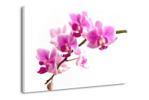 Orchidea - Obraz na stenu zs99