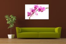 Orchidea - Obraz na stenu zs99