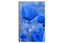 Obraz na stenu - Modré Kvety zv24066