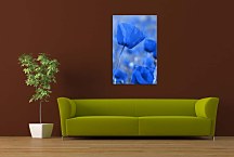Obraz na stenu - Modré Kvety zv24066
