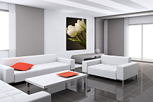 Obraz - Biele tulipány zv24153