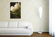 Obraz - Biele tulipány zv24153