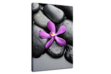 Obrazy SPA - Kvet na kameni zv24255