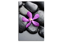 Obrazy SPA - Kvet na kameni zv24255