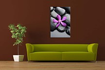 Obrazy SPA - Kvet na kameni zv24255