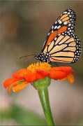 Obraz - Motýľ na kvete zv503