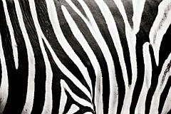 Čiernobiela fototapeta Zebra 123 - vinylová